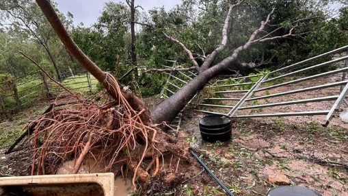 A tree is down on a fence. It had a huge root system.