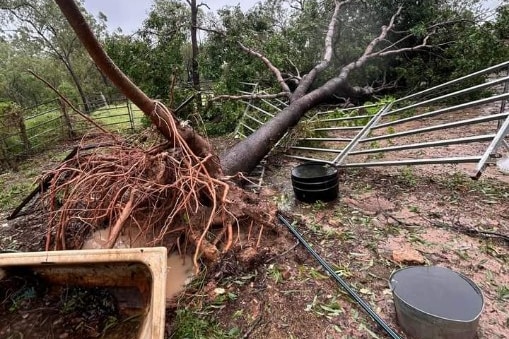 A tree is down on a fence. It had a huge root system.