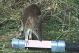 A threatened Southern Brown bandicoot captured on camera in the dunes