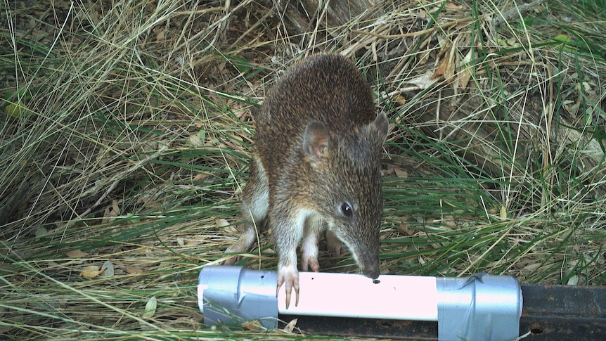 A threatened Southern Brown bandicoot captured on camera in the dunes