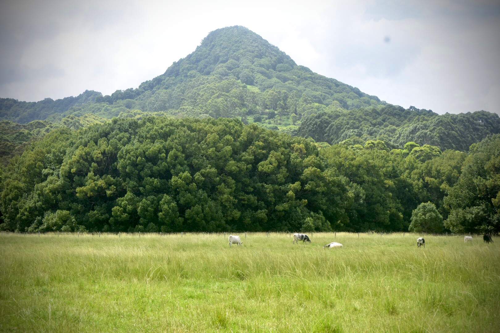 Mullumbimby is known as the antivaccination capital, but a group of