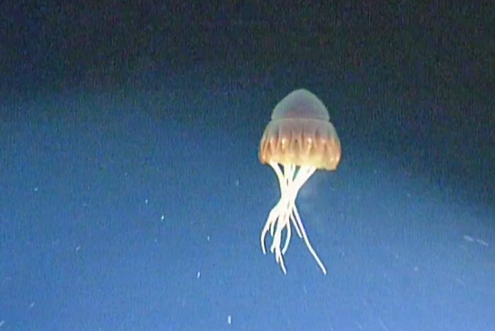 Jellyfish in Antarctica