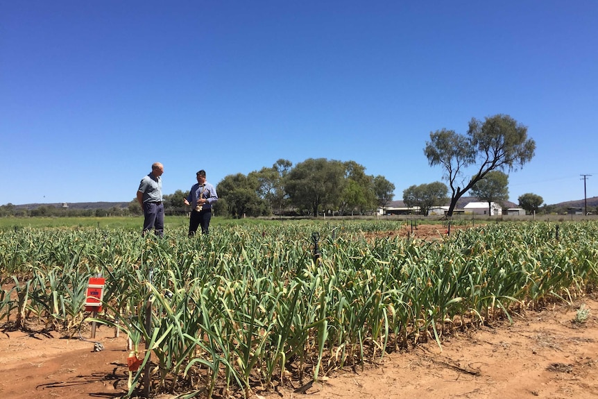 The DPI's Stuart Smith and agriculture minister Ken Vowles stand in a field of garlic