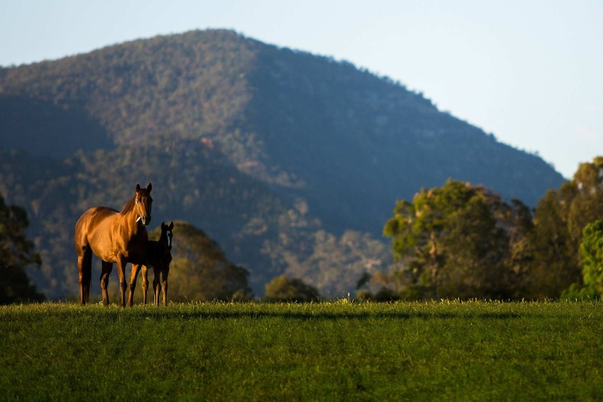 Horse and foal with Upper Hunter backdrop in story about tourism to regional areas affected by drought and natural disasters.
