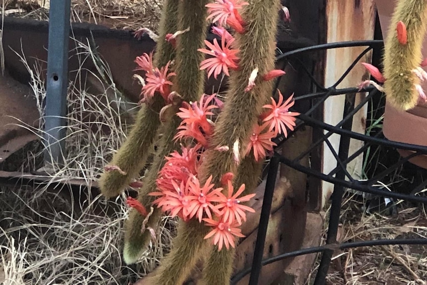 Long skinny cactus with reddish orange flowers. 