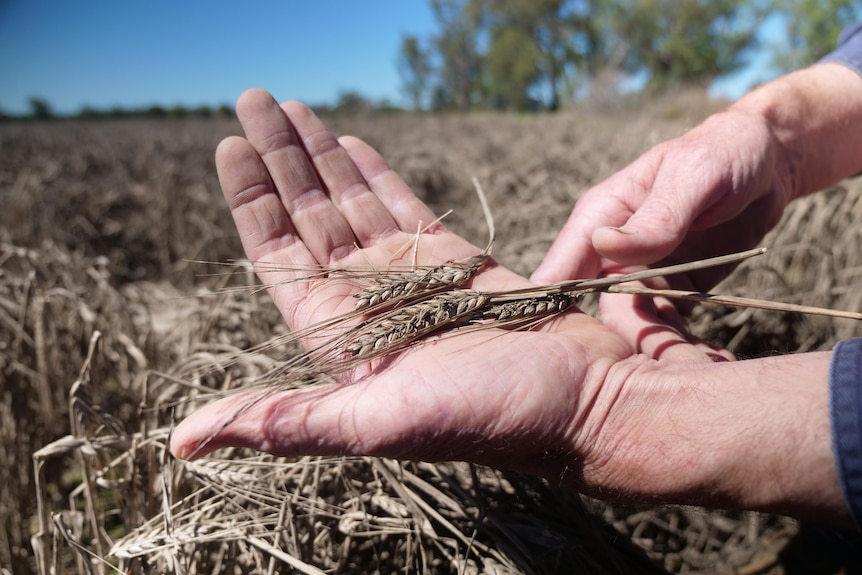 A farmer is kneeling in a barley crop destroyed by floods