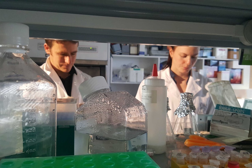 Dr Scott Carver and Alynn Martin from the University of Tasmania in their laboratory.