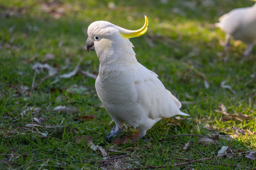 A sulfur-crested cockatoo standing on some grass