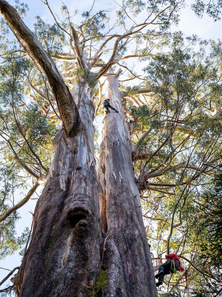 Climbers in the upper limbs of a giant tree in Tasmania