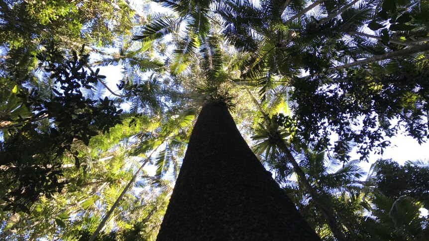 Looking up the massive trunk of an ancient Bunya pine to the rainforest canopy above.