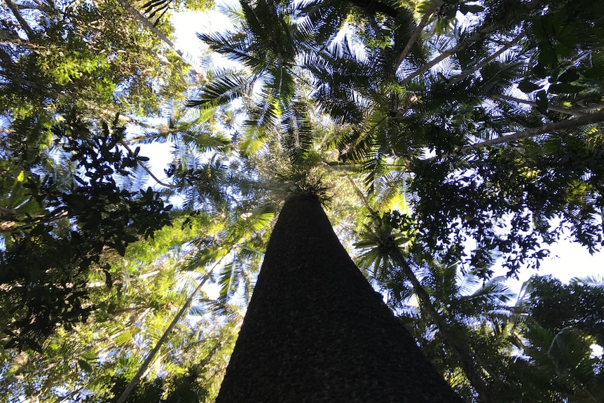 Looking up the massive trunk of an ancient Bunya pine to the rainforest canopy above.