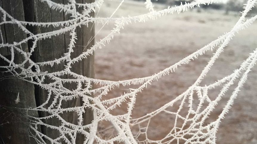Frost in Canberra Holt