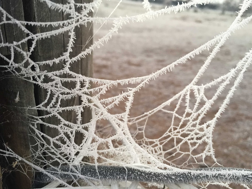 Frost in Canberra Holt