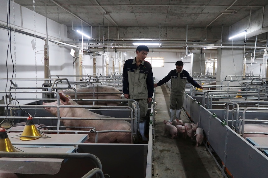 Pig farm workers in China moving pigs around in an enclosed pig farm.