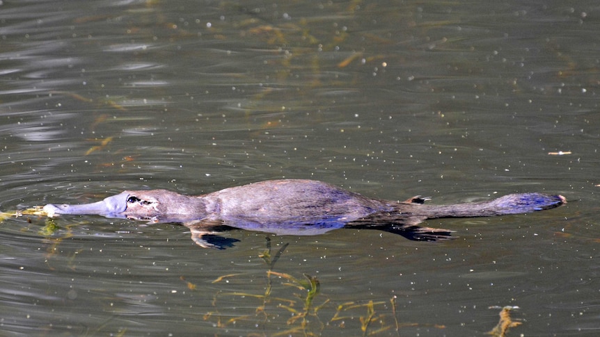 Platypus floating along the top of the water