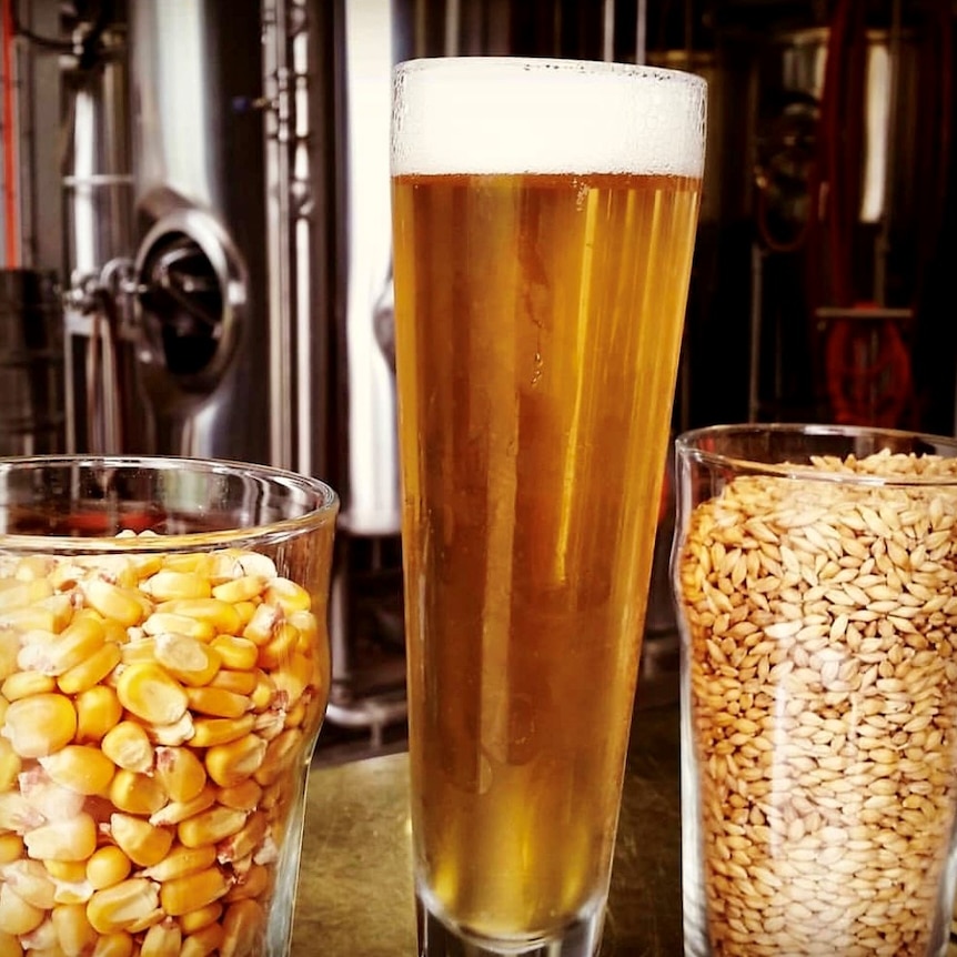 A tall glass of beer pictured next to a glass of barley grains and a glass of corn grains. In the background is a distillery.