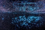Pink, blue and black colours show a school of fish in the ocean at night surround by pink coral spawn.