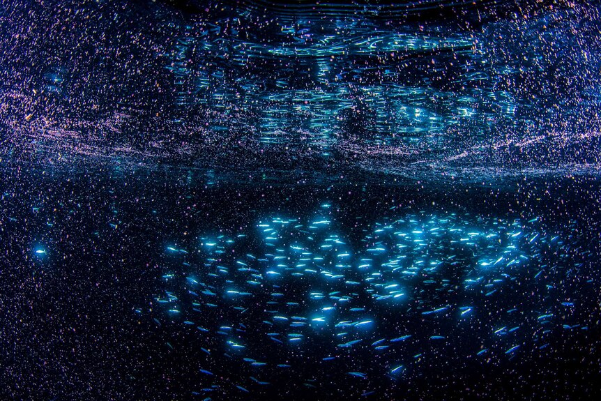 Pink, blue and black colours show a school of fish in the ocean at night surround by pink coral spawn.