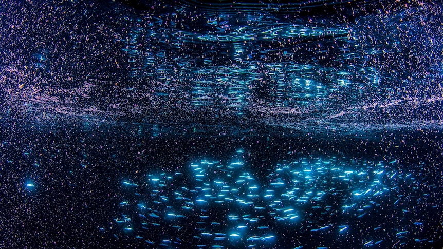 Pink, blue and black colours show a school of fish in the ocean at night surround by pink coral spawn.