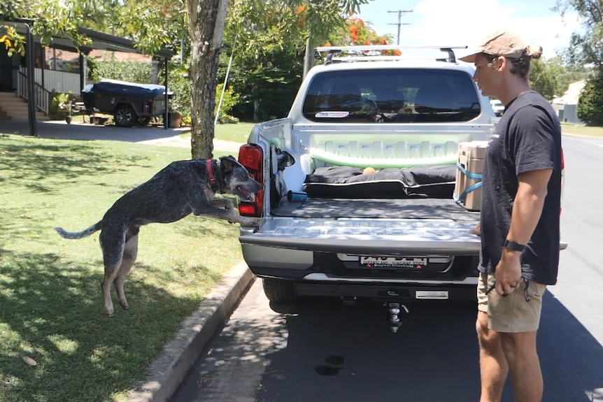 Cattle dog jumping into the back of a ute while a man in shorts, t-shirt and a hat looks on.
