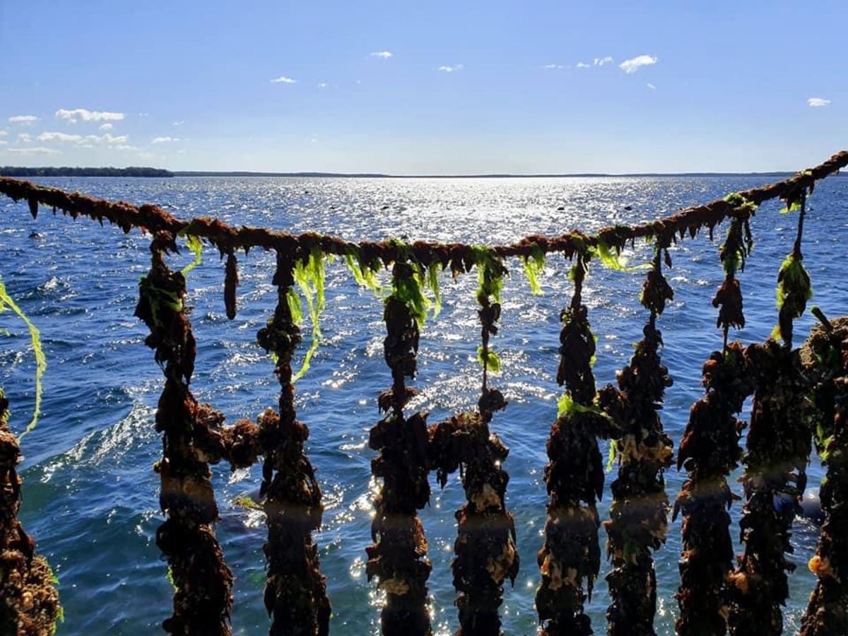 Seaweed and mussels grow on strings held up above the water.