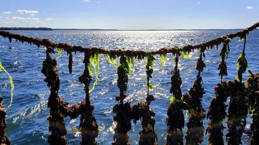 Seaweed and mussels grow on strings held up above the water.