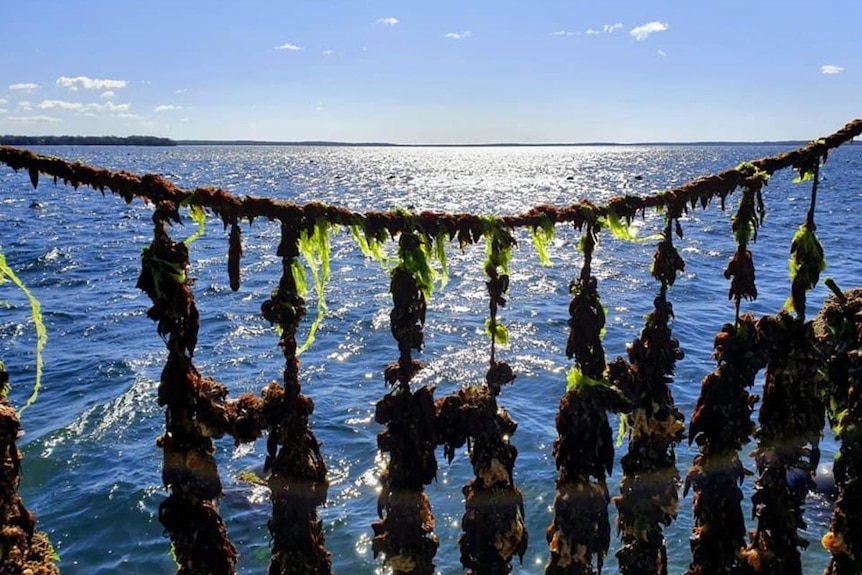 Seaweed and mussels grow on strings held up above the water.