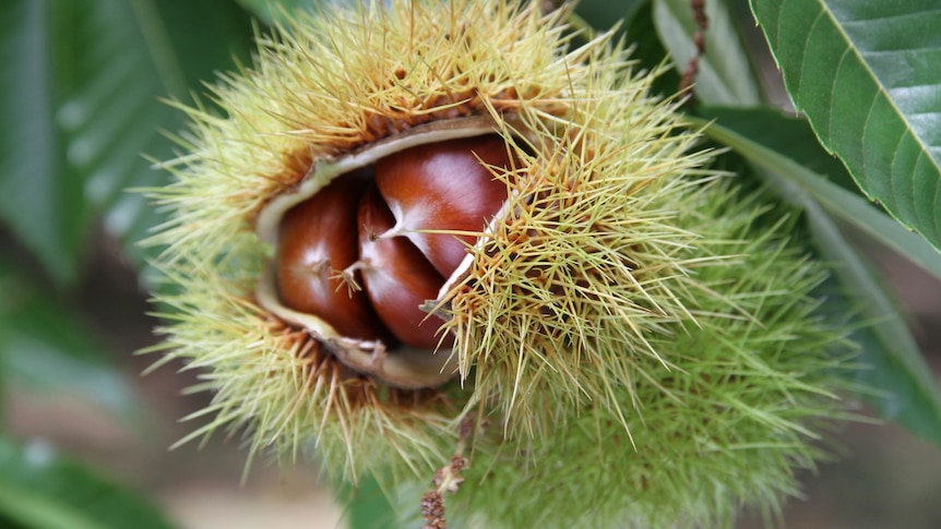 A close-up of a chestnut on a tree, surrounded by spikes.
