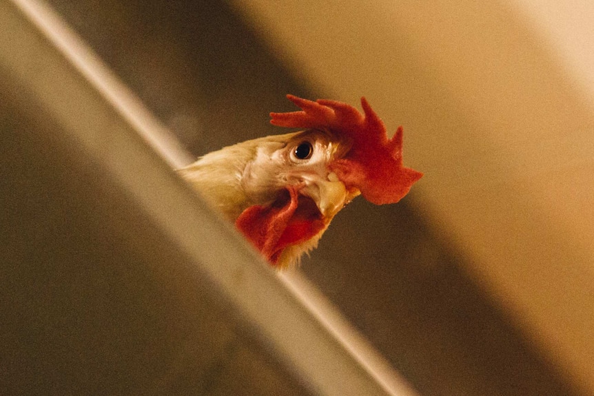 Caged hen at Werribee in Victoria