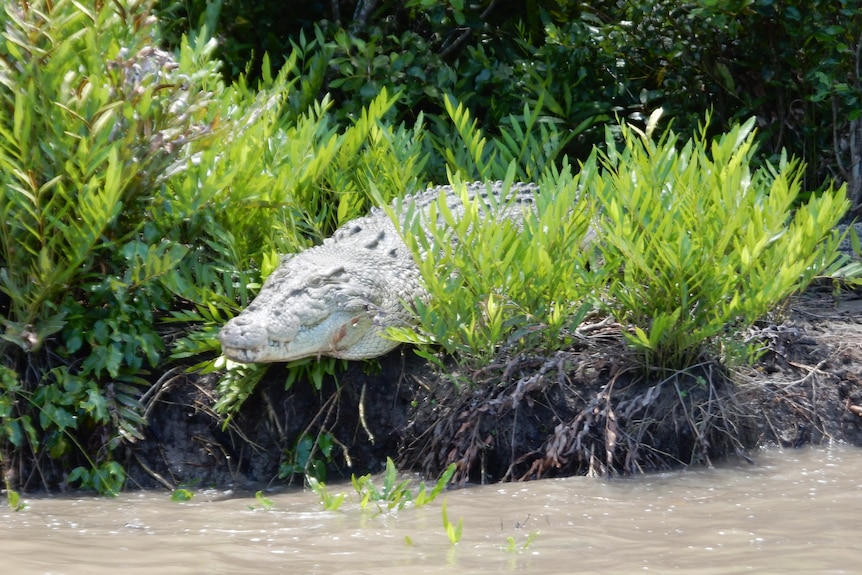 A large crocodile among the vegetation on a bank heading towards a stream.