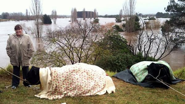 Blankets cover cows sheltering from the weather at Stratford in Victoria.