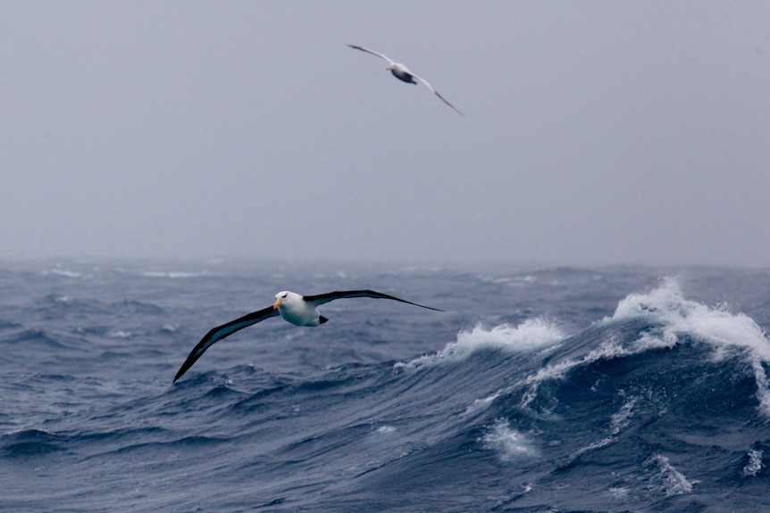 A pair of albatross flying over rough seas 