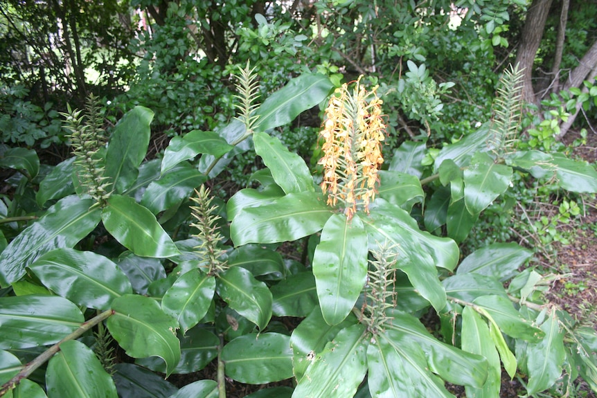 A plant with a yellow/orange flower and lush green leaves.