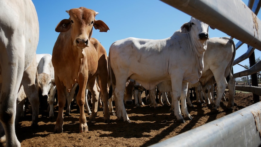 Brahman cattle at Anna Plains Station, July 2022. 