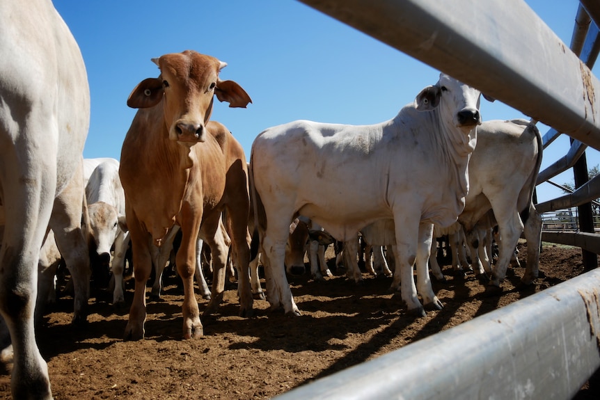 Brahman cattle at Anna Plains Station, July 2022. 