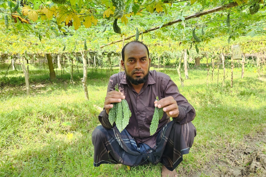 A farmer sits under garden trellises holding thin vegetables in his hands. 