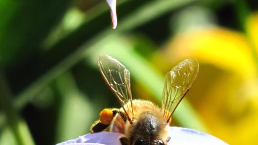 Honeybees have helped to inspire a burgeoning new field in science called biomimicry (dsk3b: ABC Contribute)