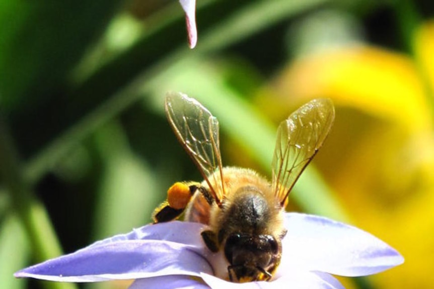 Honeybees have helped to inspire a burgeoning new field in science called biomimicry (dsk3b: ABC Contribute)