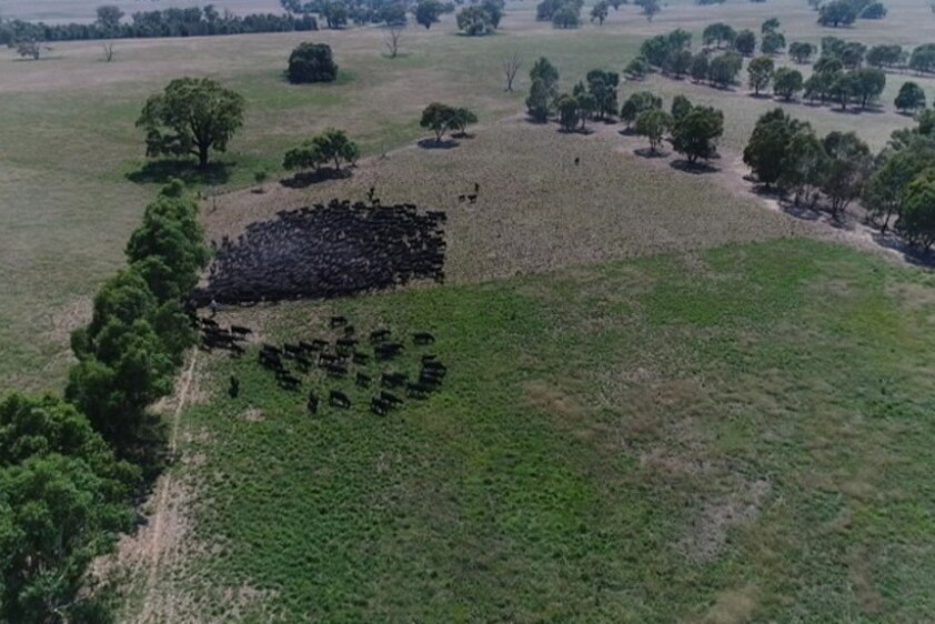A big mob of cattle are moving from a small paddock to another with fresh green grass after 24 hours.