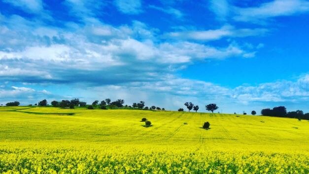 Australia boasted a record-breaking canola crop as droughts in North America put pressure of global supply.