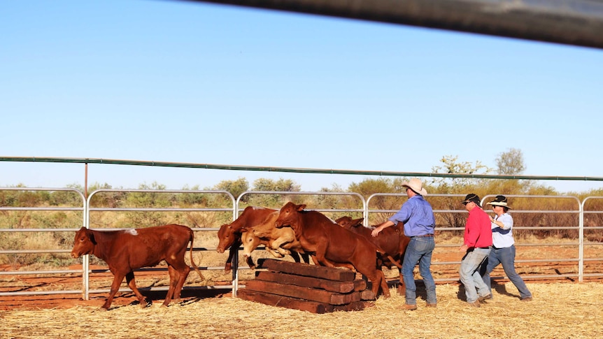 Weaner cattle are driven over a jump of sleepers by three cattle handlers