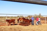 Weaner cattle are driven over a jump of sleepers by three cattle handlers