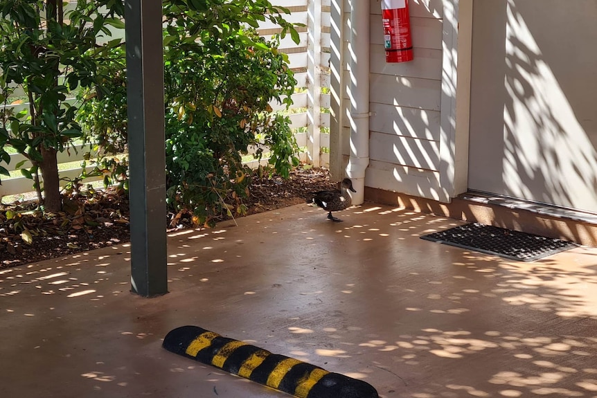 A duck in a car port in the shade.