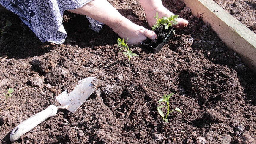 Trish Jackson gardens with her feet