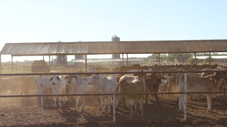 cattle in feedlot yards