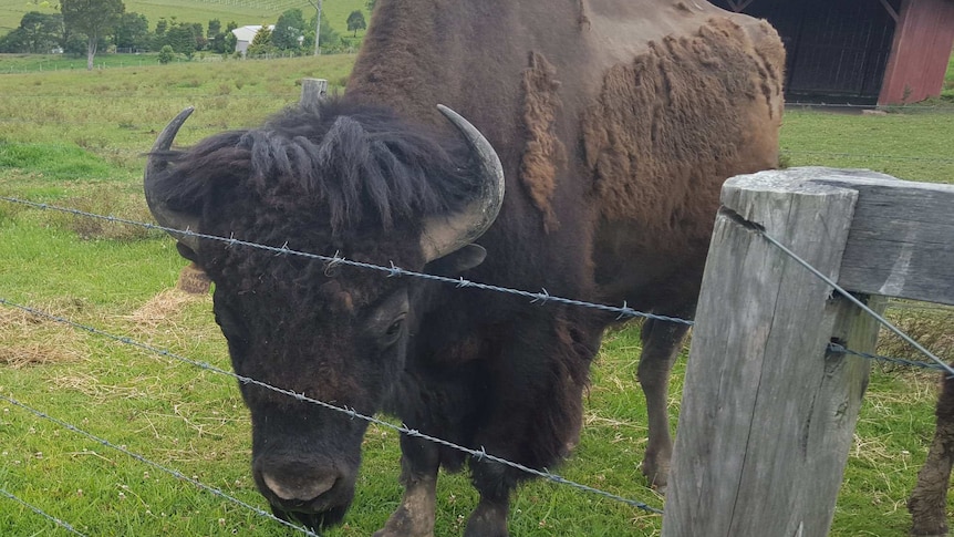 Chief, the North American Bison was found shot and skinned at a property at Bucca, north of Coffs Harbour