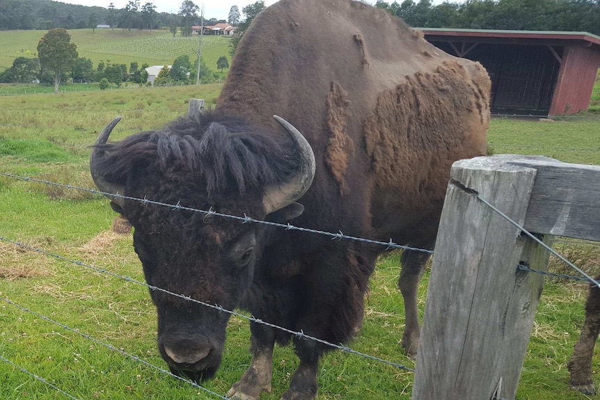 A bison near a barbed wire fence on a farm.