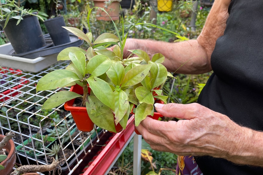 The hands of an elderly woman holding a red plastic tray of young plants.