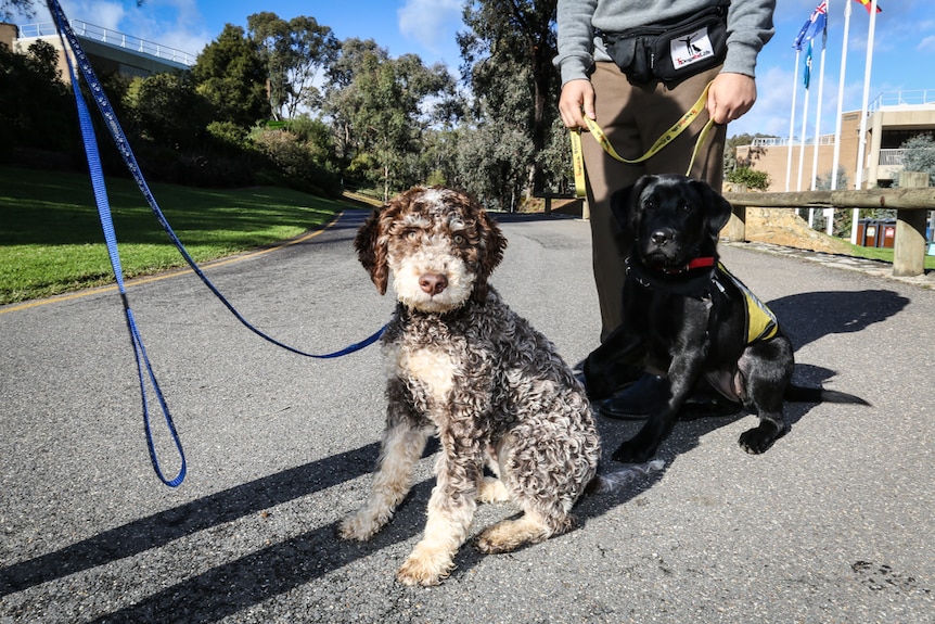 Four-month-old Lagotto breed, Errol will likely enter the breeding program and father puppies entering the training program.