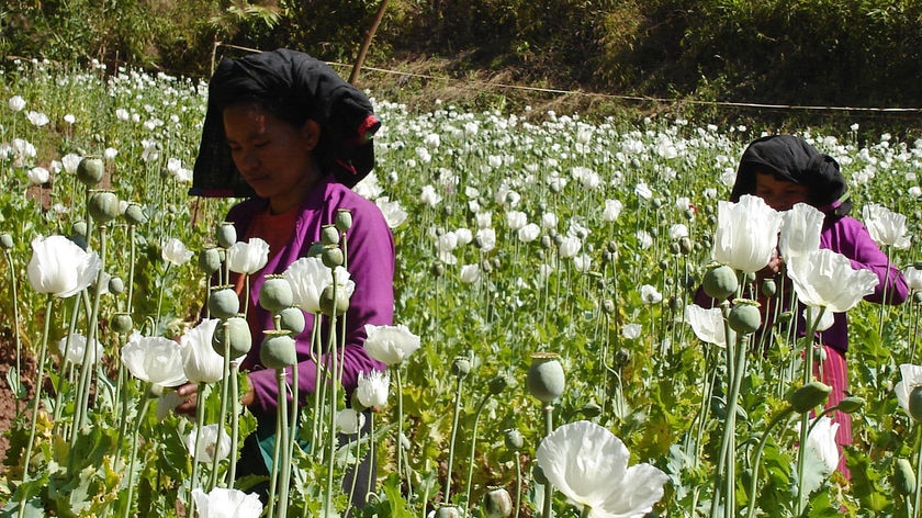 Workers cut opium near the Burmese border